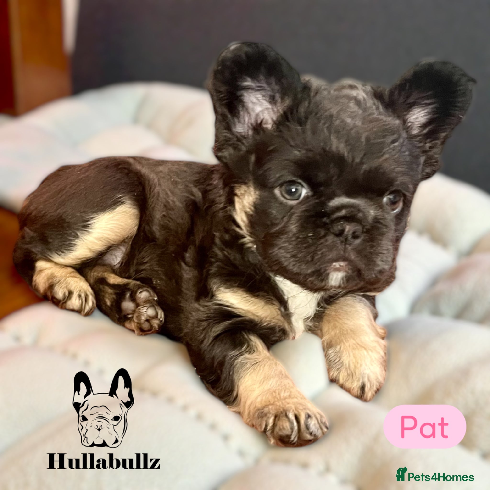French Bulldog dogs REDUCED!! Fluffy Isabella New shade Choc Frenchies - Advert 2