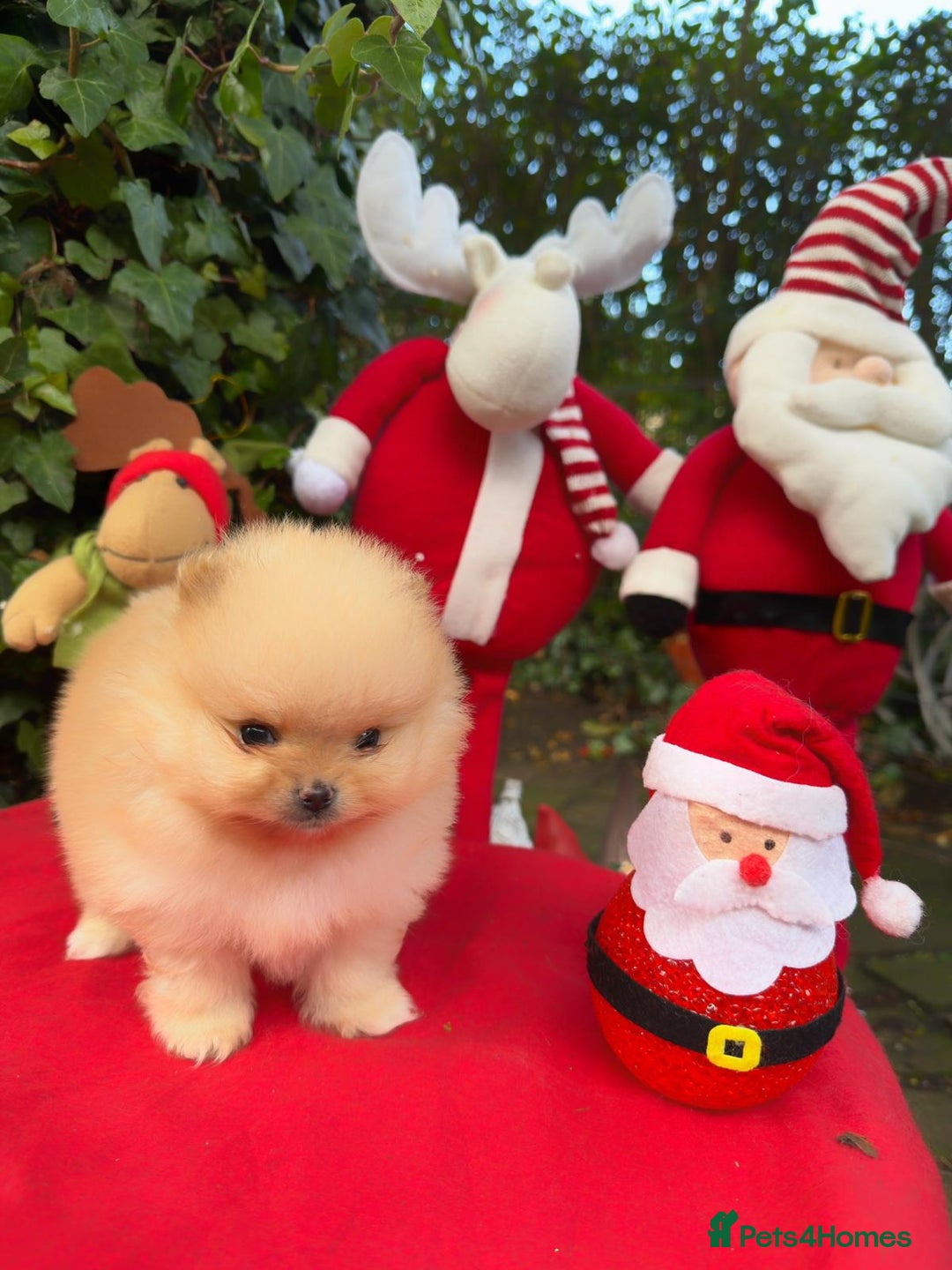 Pomeranian dogs for sale: Stunning Pomeranian Puppy Boys - Advert 7