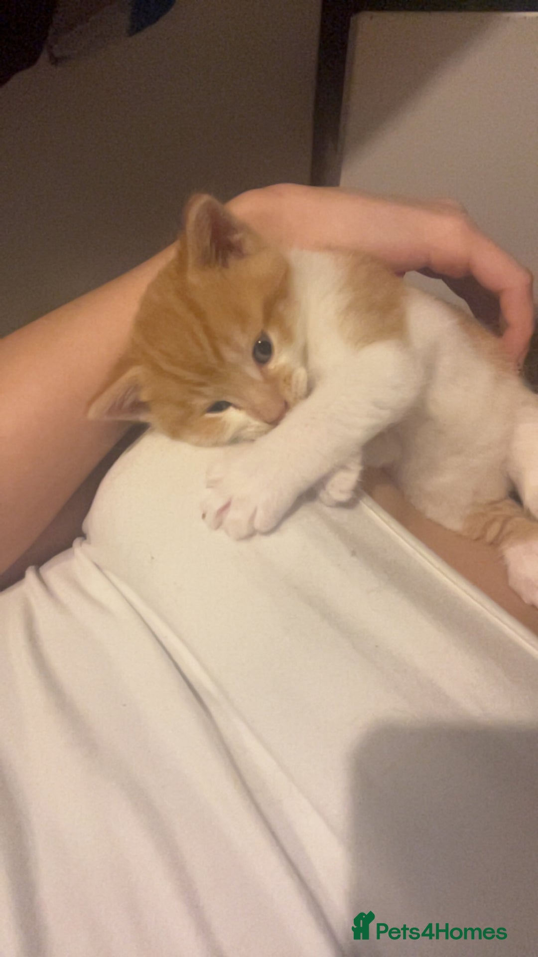 Mixed Breed cats for sale: Orange kitties 💕🍊 - Advert 2