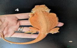 Bearded Dragon reptiles for sale: Witblits Bearded Dragon Babies ready now  - Image 8