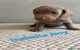 Dachshund dogs for sale: 🌈🌈rainbow litter 🌈🌈 - Image 3
