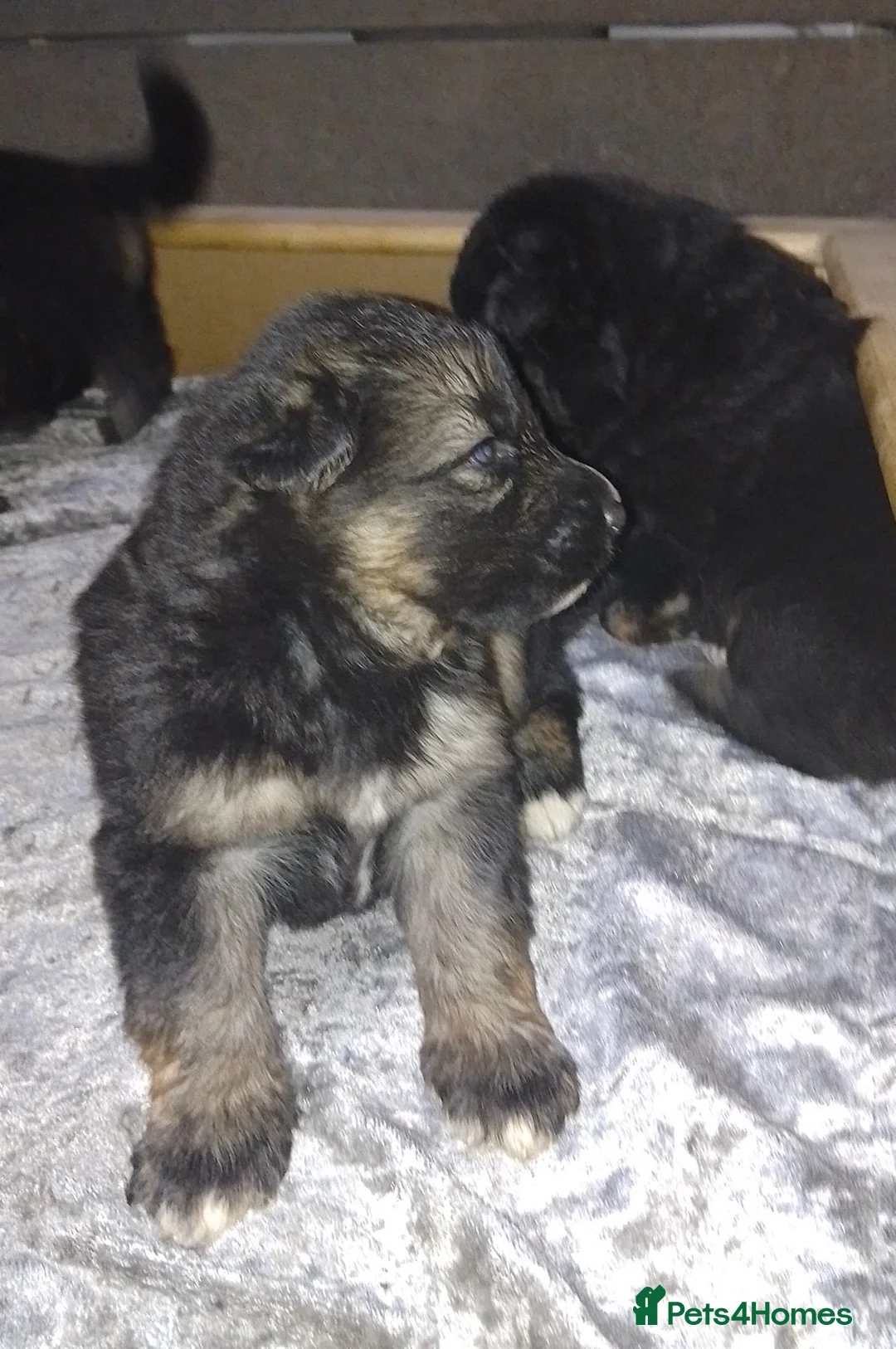 German Shepherd dogs for sale: Straight back Long coat German Shepherd pups - Advert 21