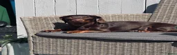 Miniature Dachshund dogs for sale: Beautiful chocolate brown dachshund  in Stafford - Advert 5