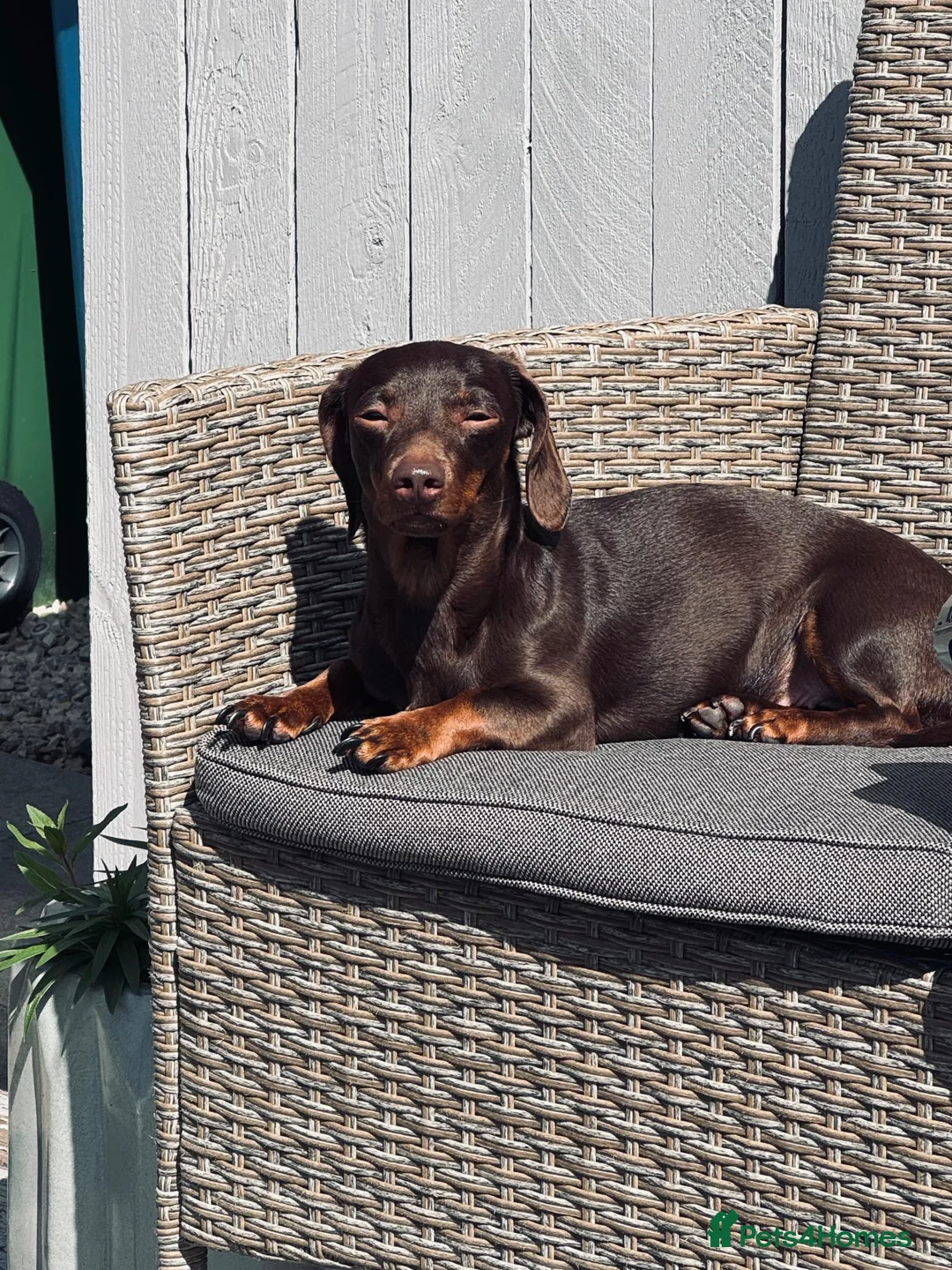 Miniature Dachshund dogs for sale: Beautiful chocolate brown dachshund  in Stafford - Advert 5