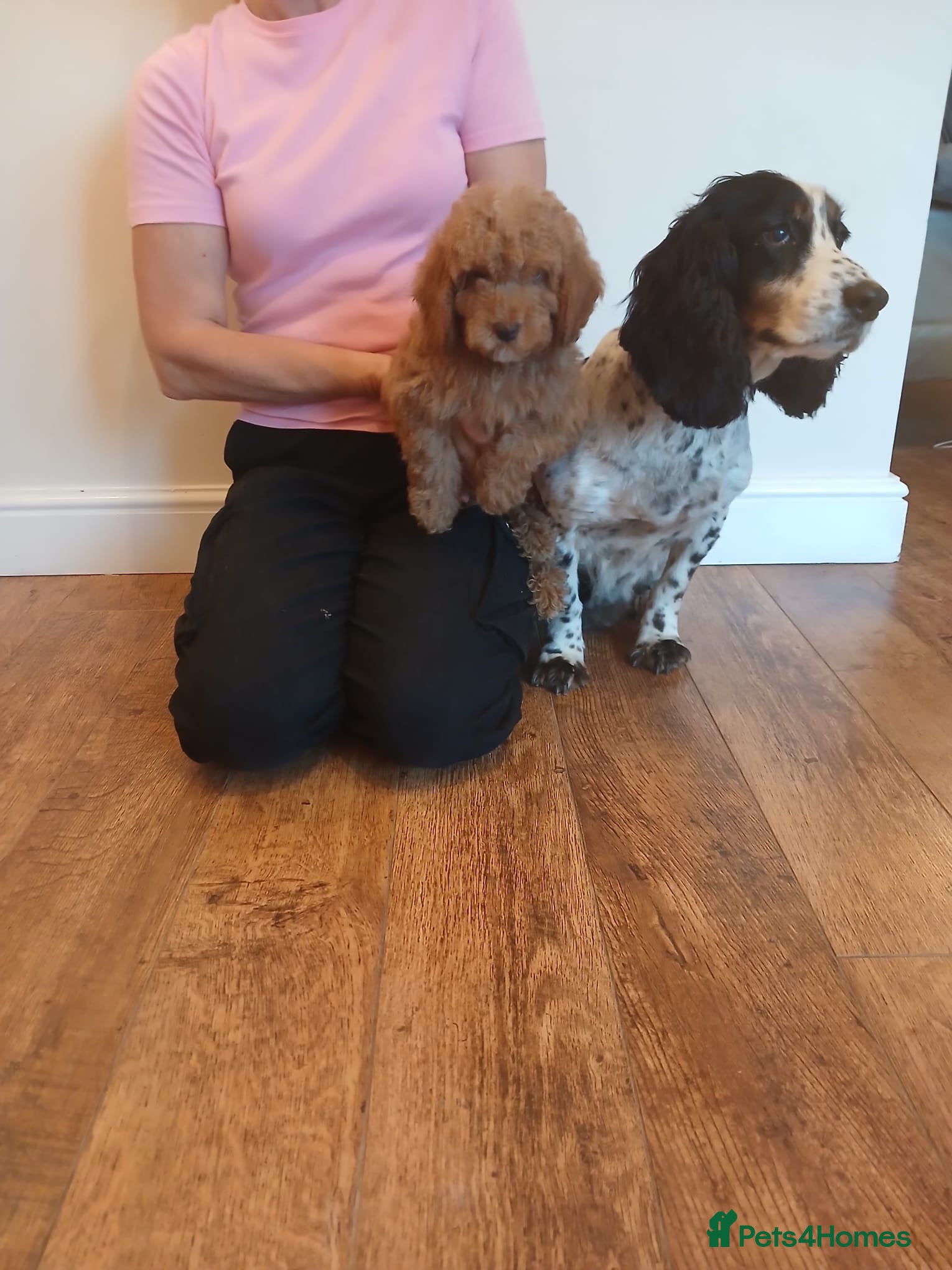 Cockapoo dogs Cockapoo puppies  - Advert 1
