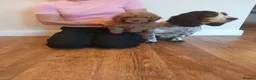 Cockapoo dogs for sale: Cockapoo puppies  - Advert 1