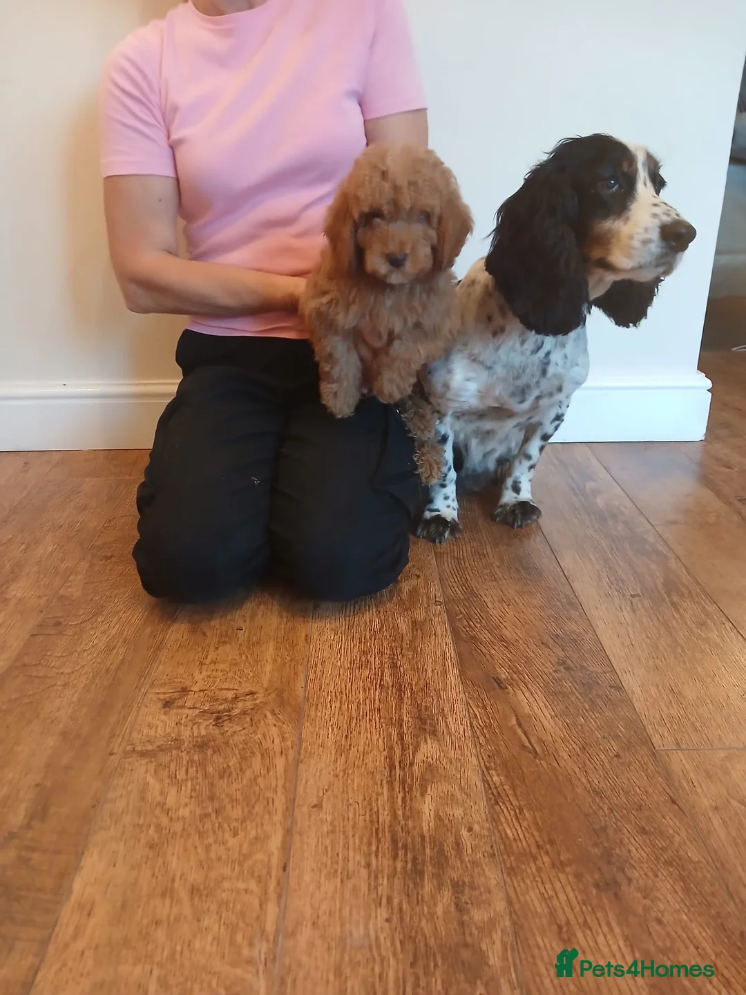 Cockapoo dogs for sale: Cockapoo puppies  - Advert 1