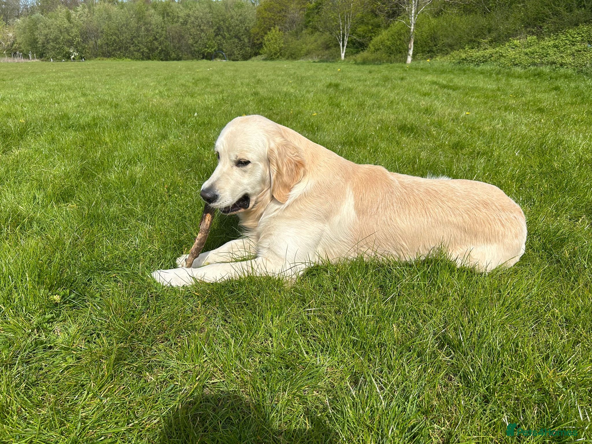 Golden Retriever dogs for stud: Health test golden retriever stud - Advert 6