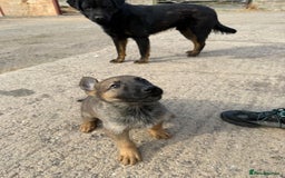 Belgian Shepherd Dog dogs for sale: belgium shepard  - Advert 3