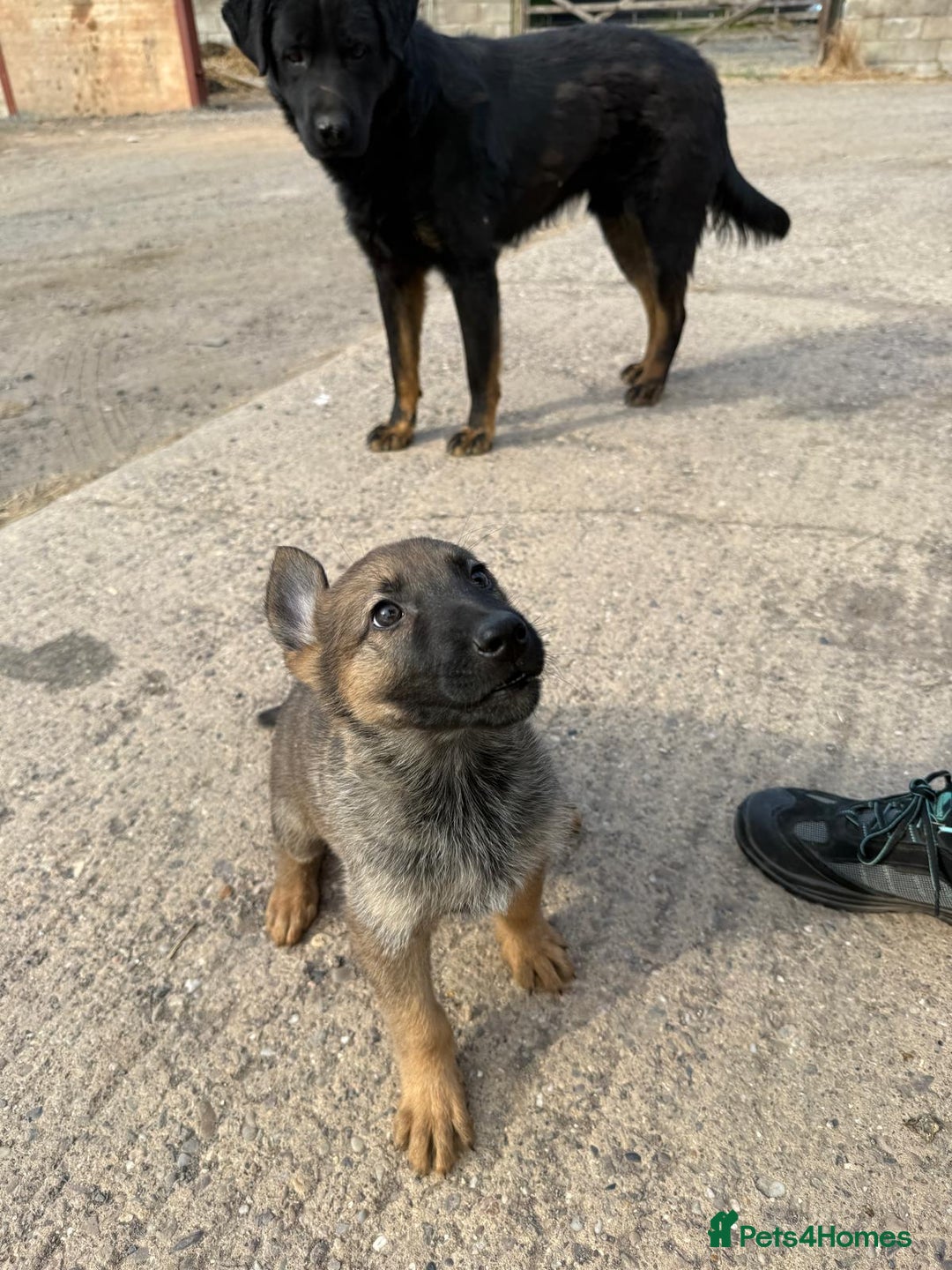 Belgian Shepherd Dog dogs for sale: belgium shepard  - Advert 3