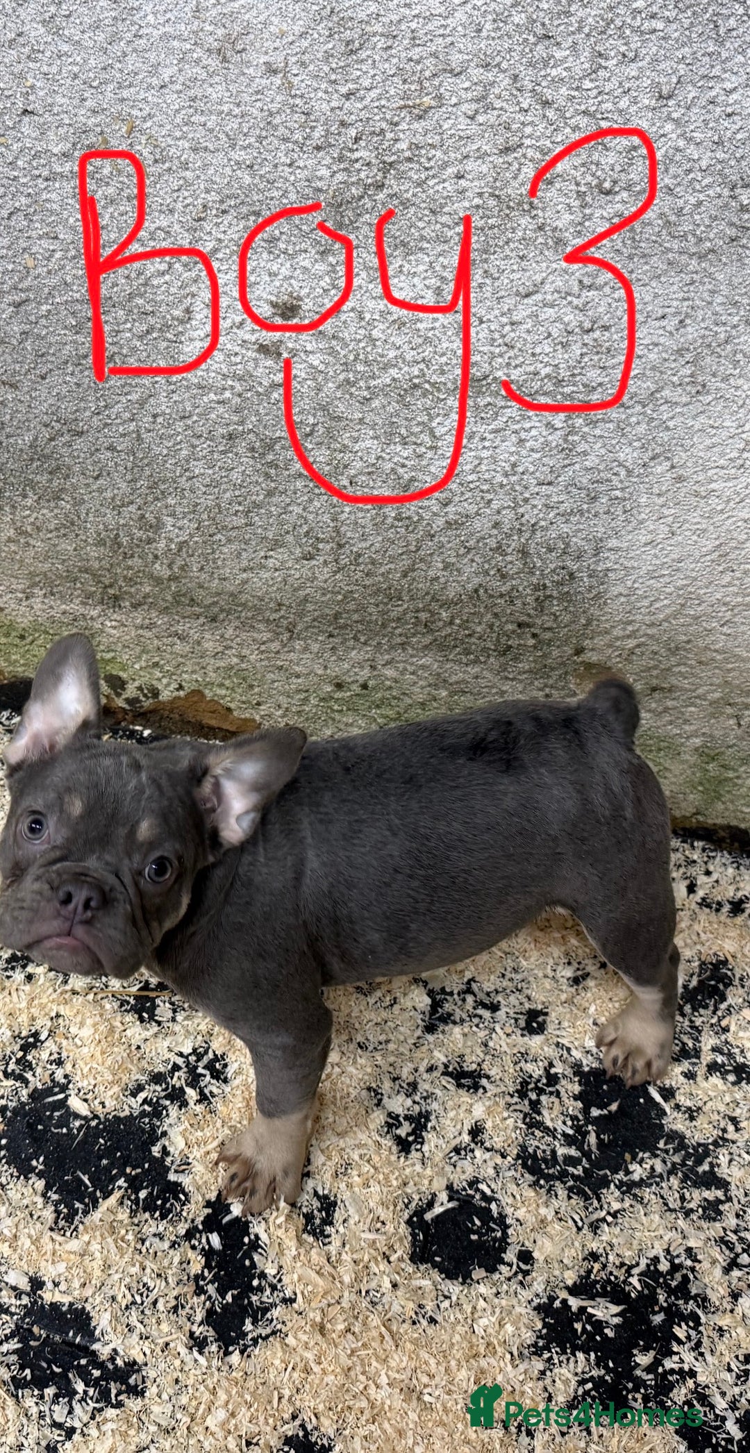 French Bulldog dogs for sale: Reduced French Bulldogs - Advert 16