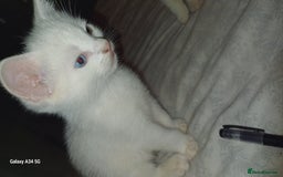 Mixed Breed cats for sale: Pure White brother and sister  - Image 1