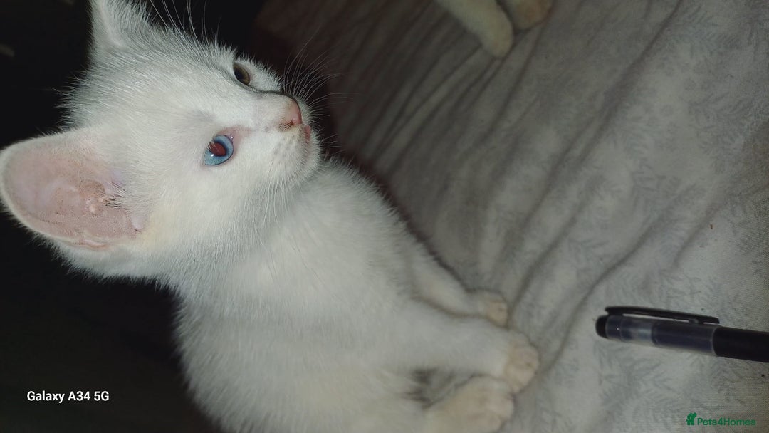 Mixed Breed cats for sale: Pure White brother and sister  - Image 1