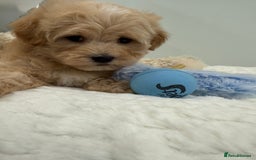 Maltipoo dogs for sale: 7 stunning f1 Maltipoo's. Fully DNA & Heath clear - Image 9