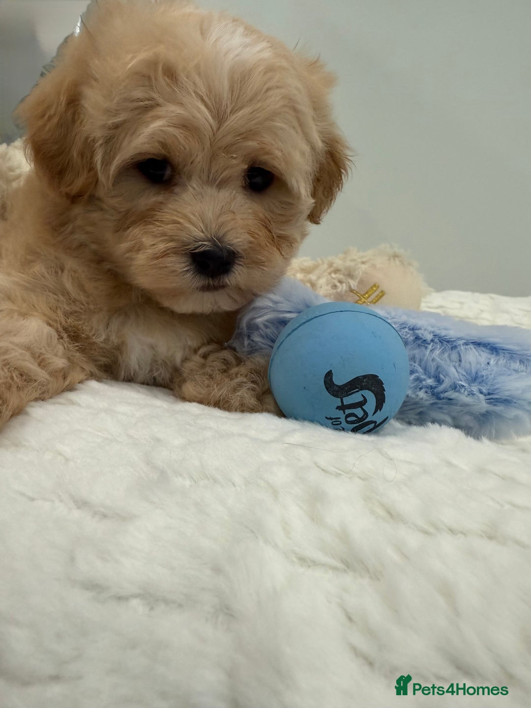 Maltipoo dogs for sale: 7 stunning f1 Maltipoo's. Fully DNA & Heath clear - Image 9