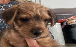 Mixed Breed dogs for sale: Jorkie male  - Image 4