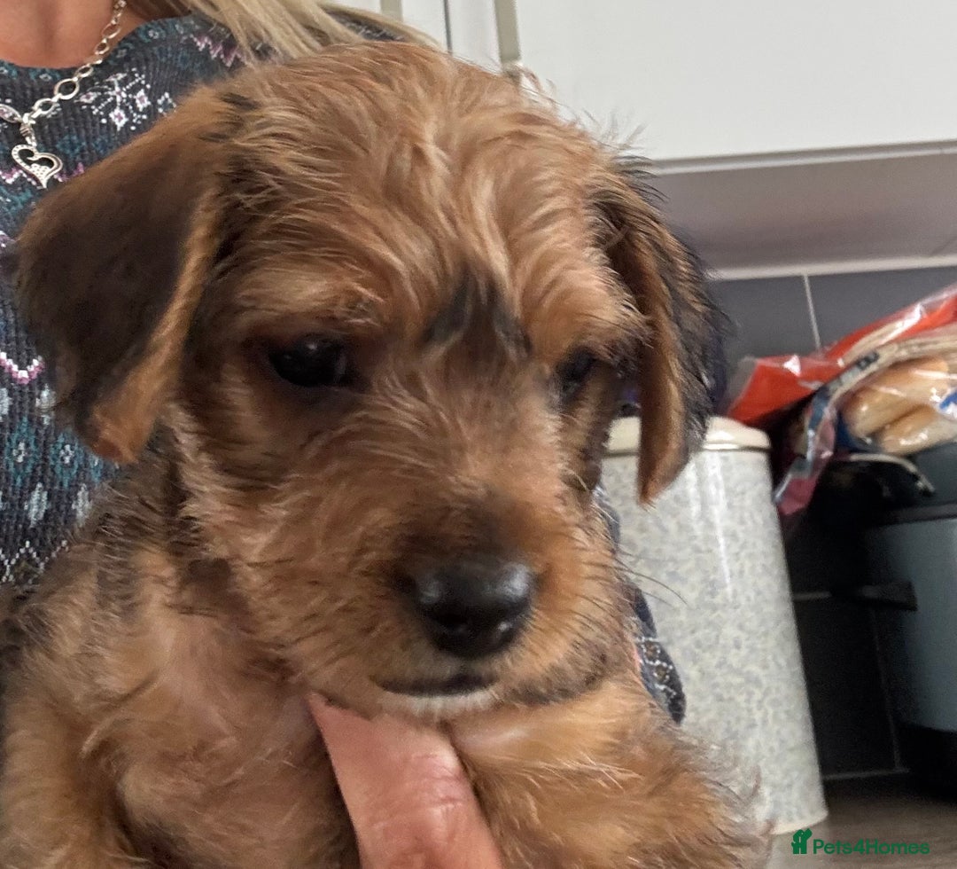 Mixed Breed dogs for sale: Jorkie male  - Image 4