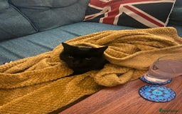 Domestic Shorthair cats for sale: Sergio - loving and affectionate cat - Image 2