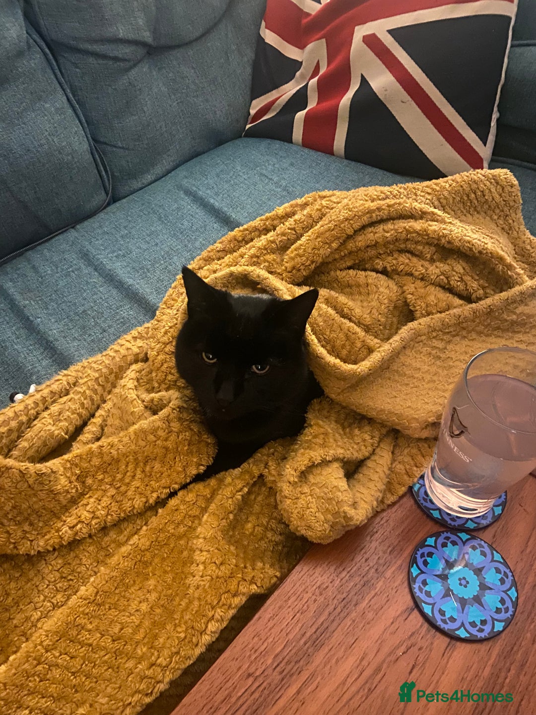 Domestic Shorthair cats for sale: Sergio - loving and affectionate cat - Image 2