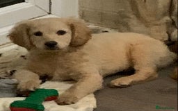 Double Doodle dogs for sale: Beautiful rare litter of Double Doodles - Image 12