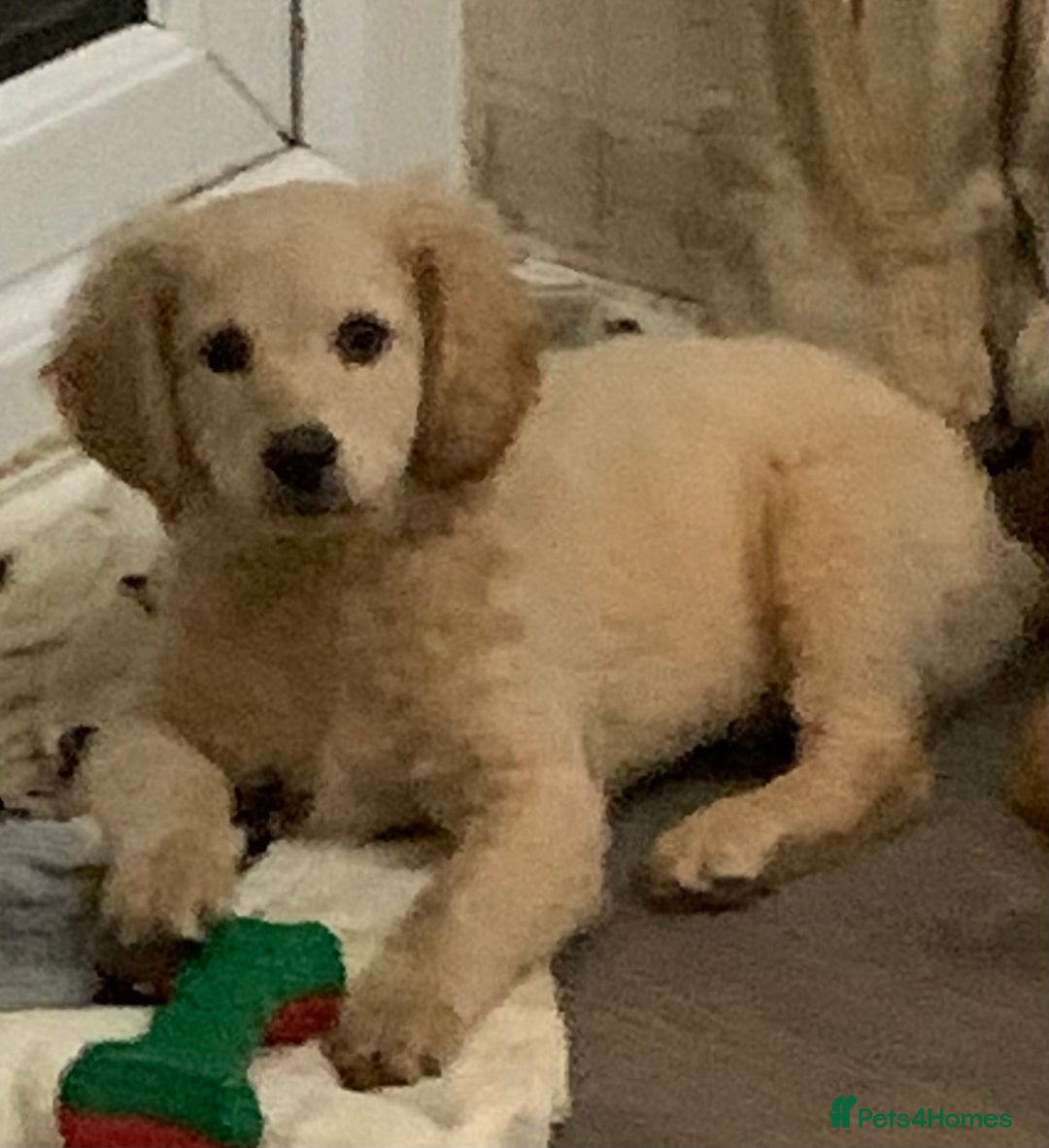 Double Doodle dogs for sale: Beautiful rare litter of Double Doodles - Image 12