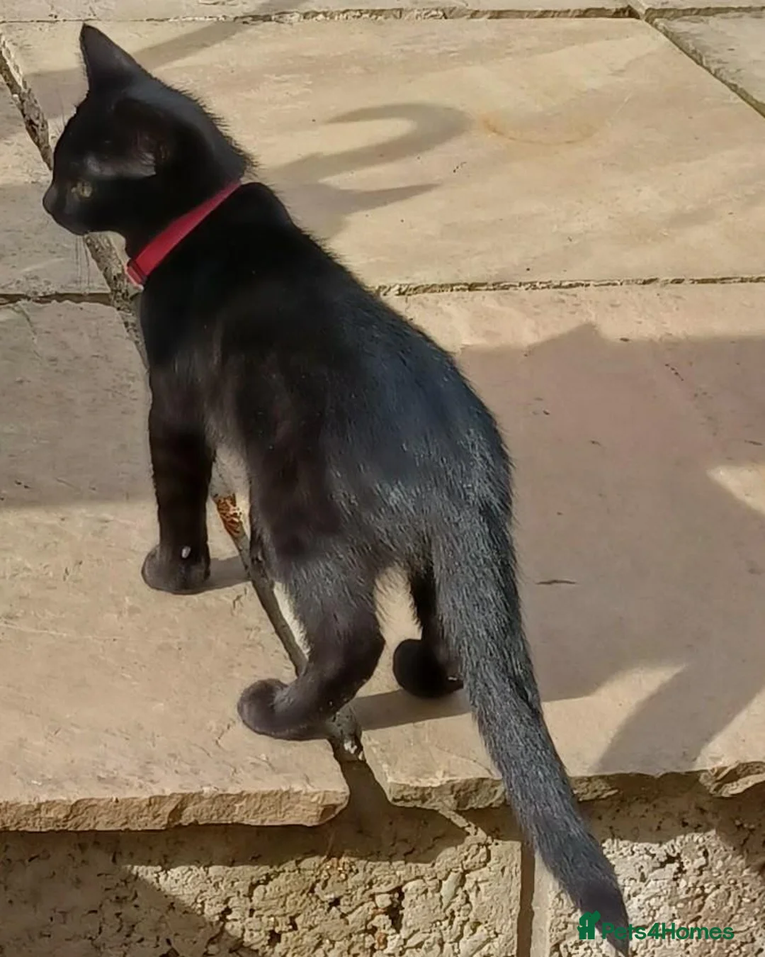 British Shorthair cats for sale: Cute 12 Week Old Female Kitten Looking For A Home - Advert 2
