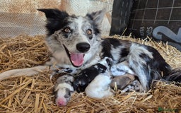 Border Collie dogs for sale: Collie Puppies - Image 4