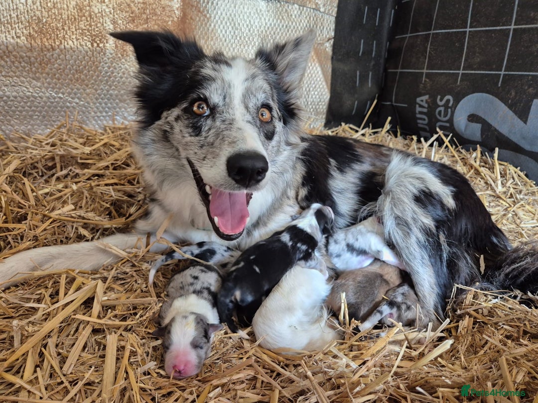 Border Collie dogs for sale: Collie Puppies - Image 4