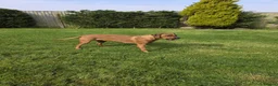 Rhodesian Ridgeback dogs for sale: Exceptional Litter - Ready to Leave 16.06.26 - Advert 5
