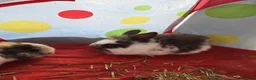 Mixed Breed rabbits for sale:  **  bunnies in Northampton - Advert 3