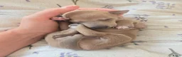 Italian Greyhound dogs for sale: 2 tiny KC registered Italian Greyhound boys - Advert 9