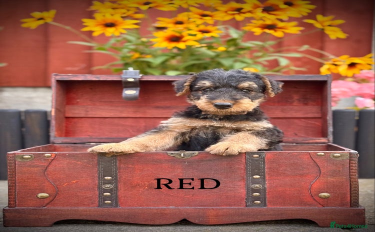 Airedale Terrier dogs - Advert 1