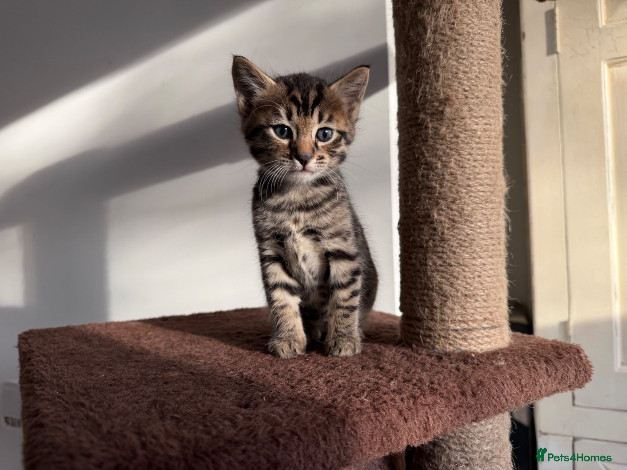 Bengal cats Beautiful Bengal Kittens - Advert 13