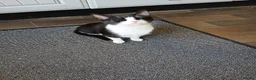 Mixed Breed cats for sale: Beautiful kittens looking for there forever home - Advert 2
