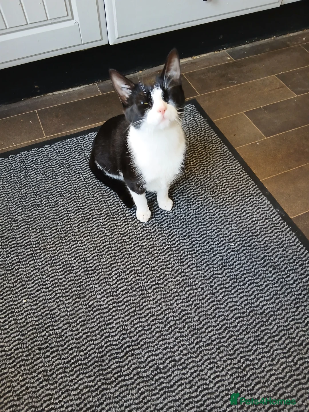 Mixed Breed cats for sale: Beautiful kittens looking for there forever home - Advert 2
