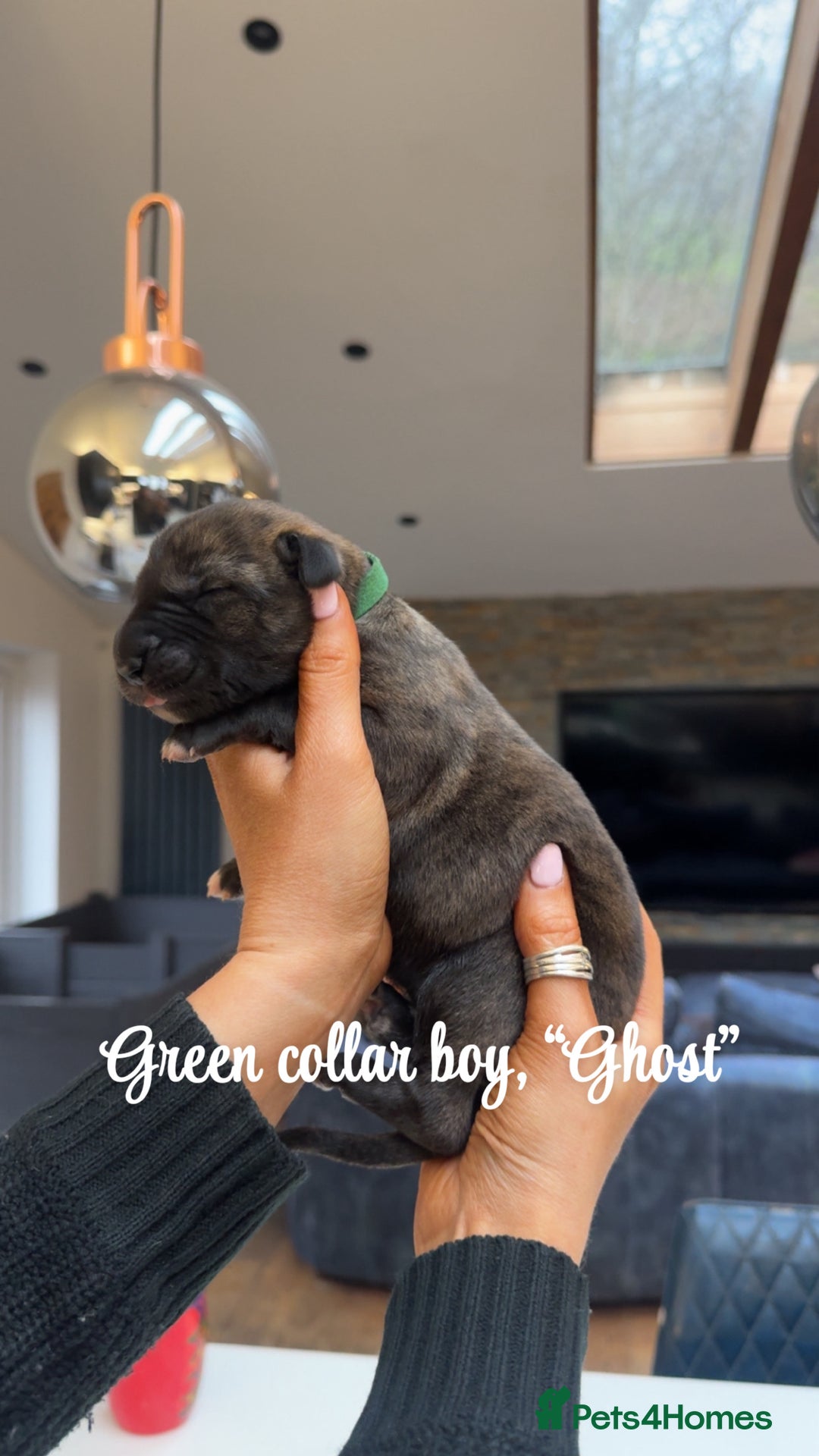 Irish Wolfhound dogs for sale: Outstanding Irish Wolfhound KC Reg Puppies  - Advert 3