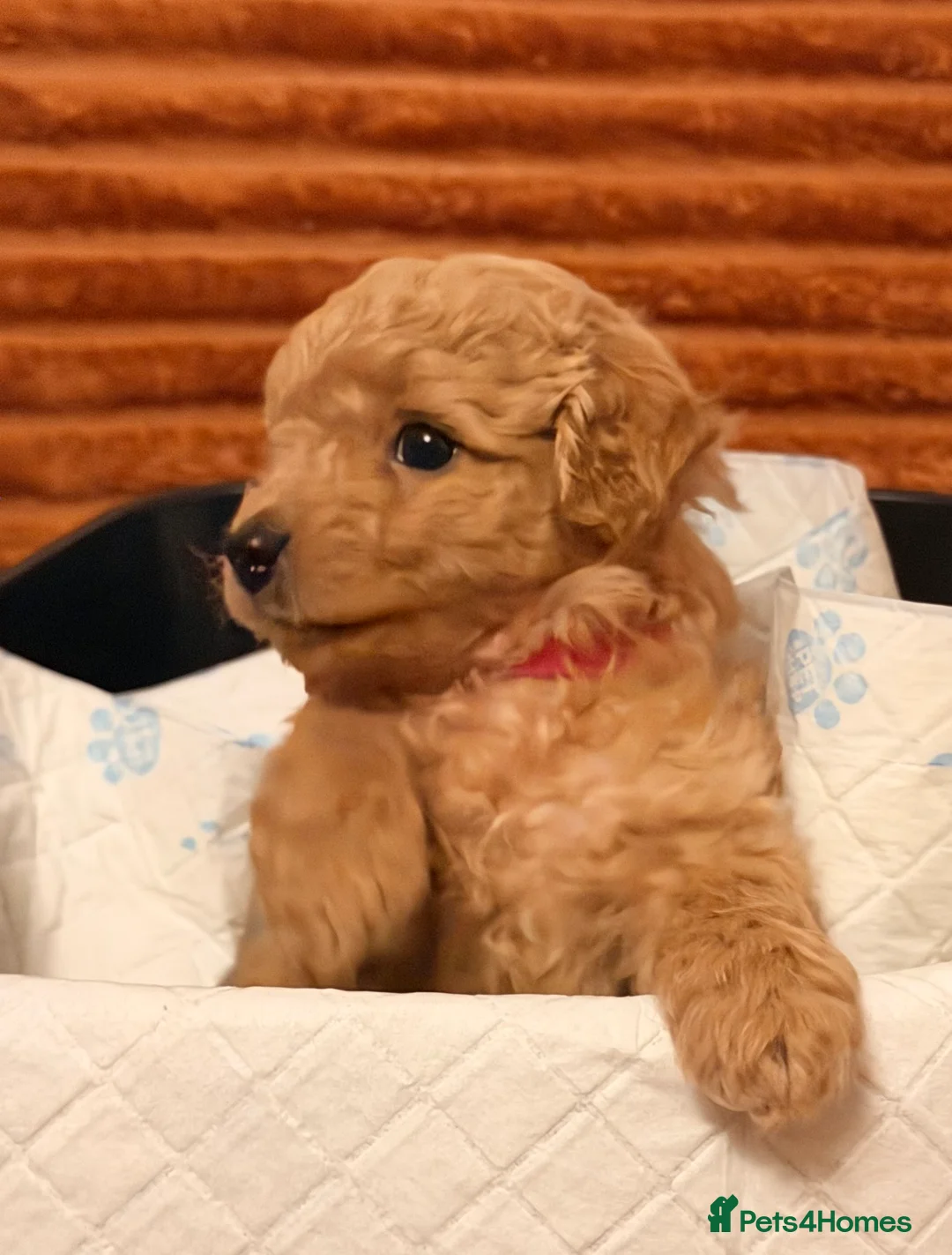 Cockapoo dogs for sale: Five Cockapoo all female  - Advert 3