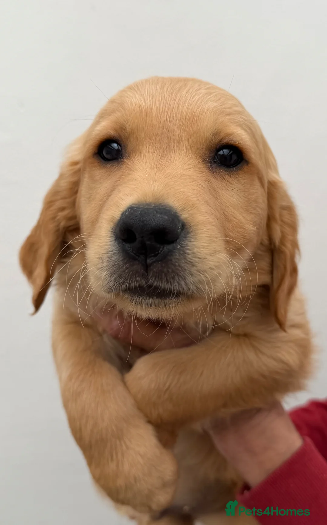 Golden Retriever dogs for sale: Beautiful litter of golden retriever puppies  - Advert 12