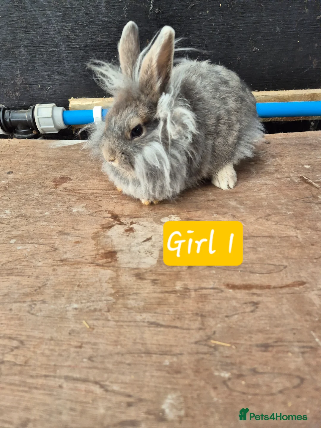 Mini Lop rabbits for sale: Baby Bunnies looking for new homes - Advert 2