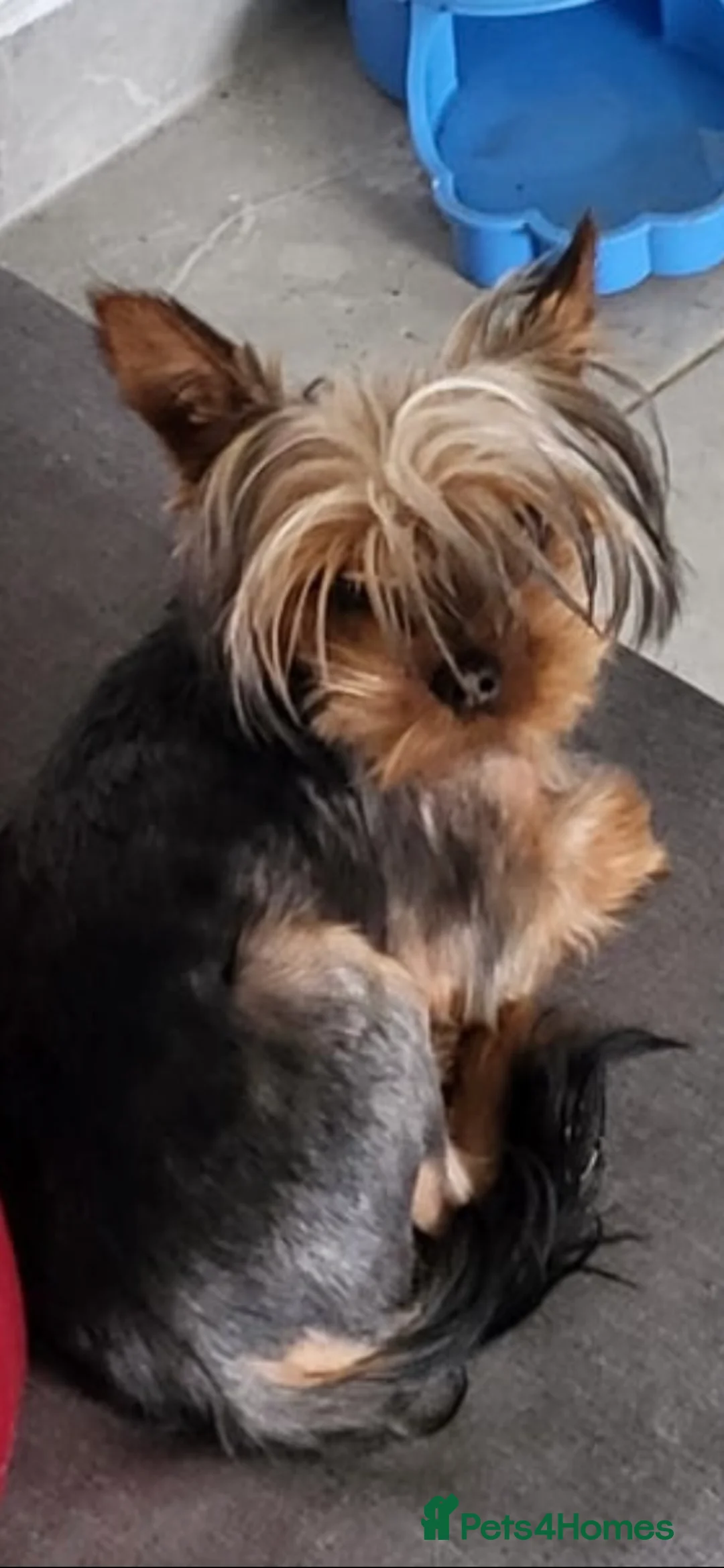 Yorkshire Terrier dogs for stud: Yorkshire terrier stud kc reg royaljoy bloodlines in Poole - Advert 2
