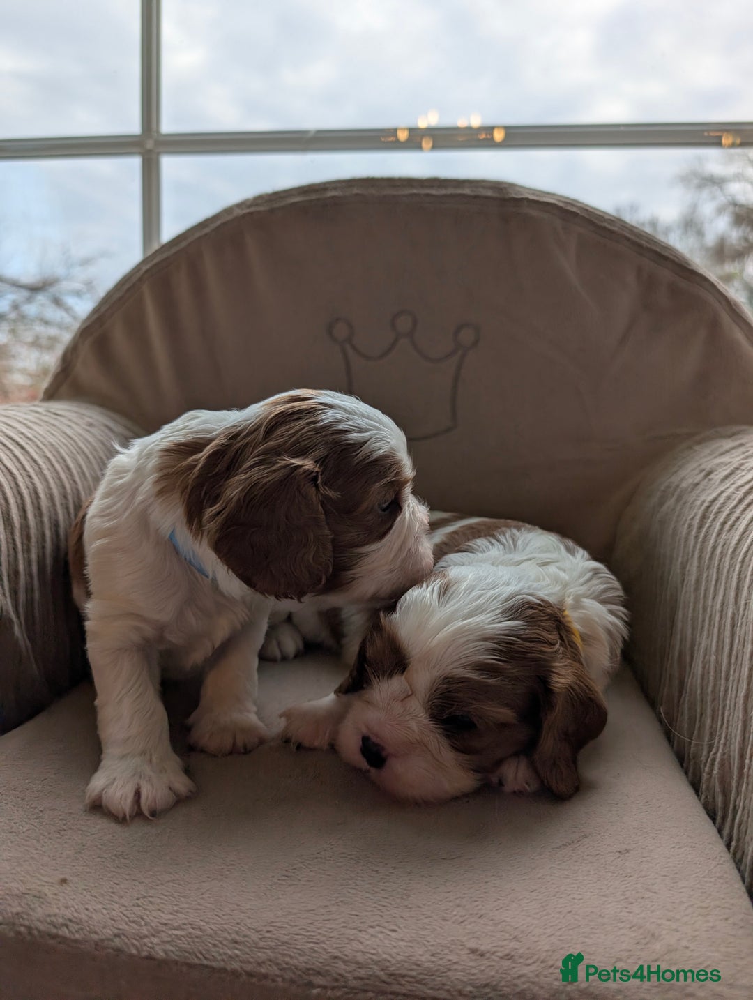 Cavalier King Charles Spaniel dogs for sale: Exquisite KC reg Cavalier King Charles Spaniels - Advert 9