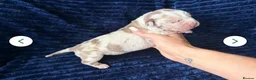 Cane Corso dogs for sale: ✨Amazing Merle cane corso x Bandog puppies ✨ - Advert 15