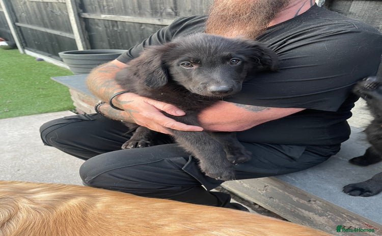 Mixed Breed dogs in Swadlincote - Advert 10