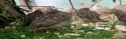 Quail poultry for sale: Mixed Japanese Coturnix Quail 6week old - Advert 4