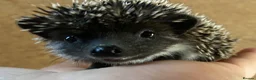 Pygmy Hedgehog rodents for sale: African Pygmy hedgehogs  - Advert 1