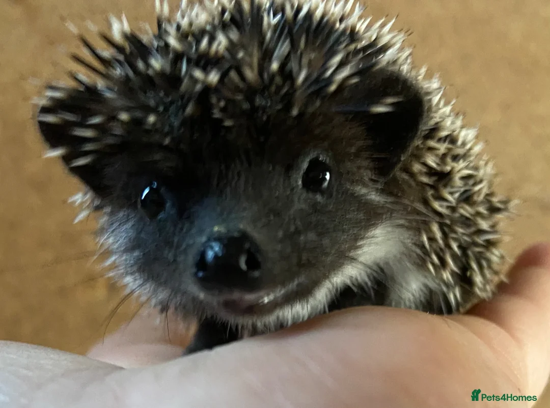 Pygmy Hedgehog rodents for sale: African Pygmy hedgehogs  - Advert 1
