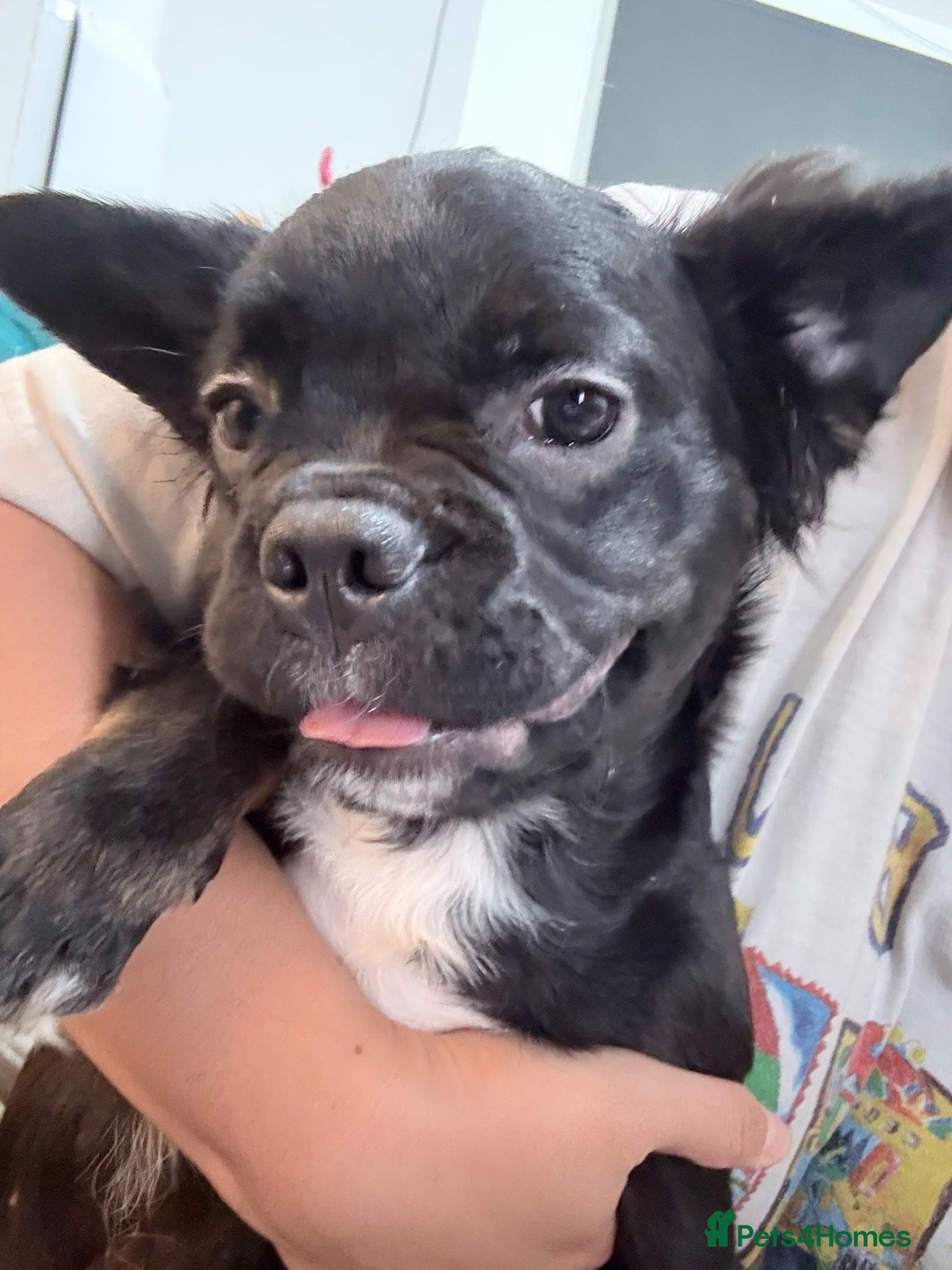 French Bulldog dogs Massive Reduced‼️£800 Need new home now‼️ - Advert 1