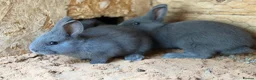 Mixed Breed rabbits for sale: Holicer Ready - Advert 5