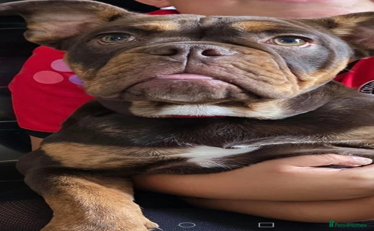 Olde English Bulldogge dogs - Advert 1