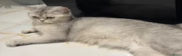 Ragdoll cats for sale: £300 Friendly female scotch fold ears available - Advert 7
